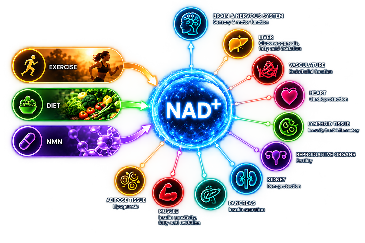 Exercise, Diet and NMN connect to NAD+, with pathways shown for the brain and nervous system, liver, vasculature, heart, lymphoid tissue, reproductive organs, kidney, pancreas, muscle and adipose tissue.